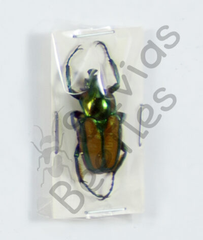Phaedimus sibuyan ♂