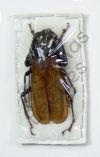 Prionidae ssp.