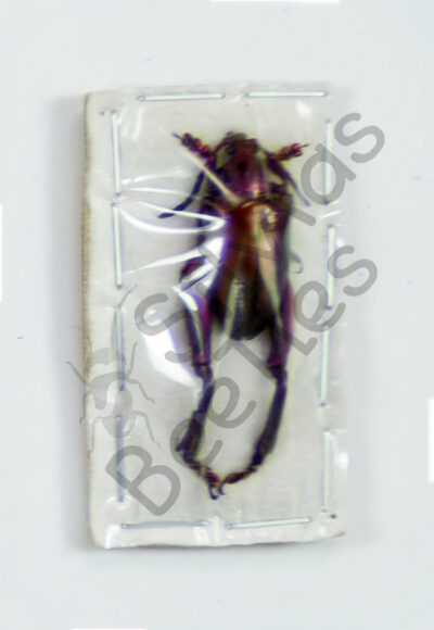 Sagra femorata