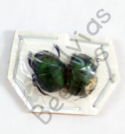 Scarabaeidae ssp.