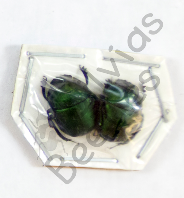 Scarabaeidae ssp.