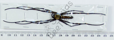 Nephila pilipes hasselti