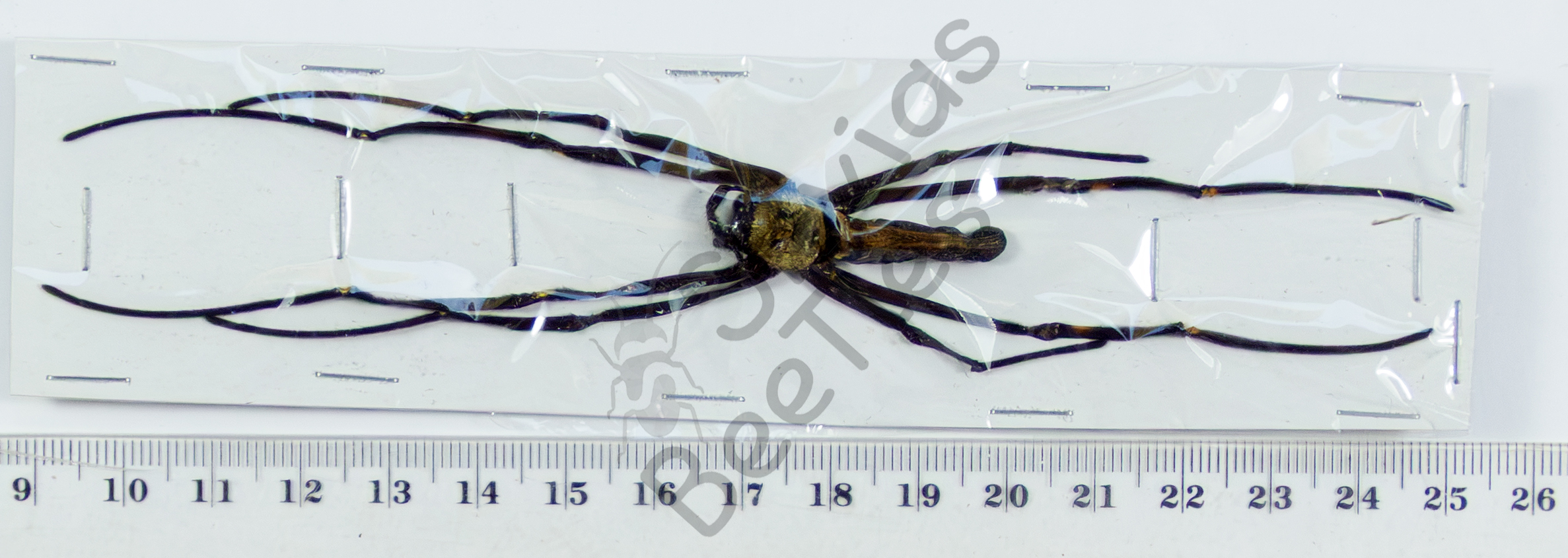 Nephila pilipes hasselti