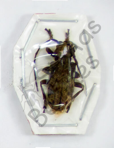 Acanthoderes sp.