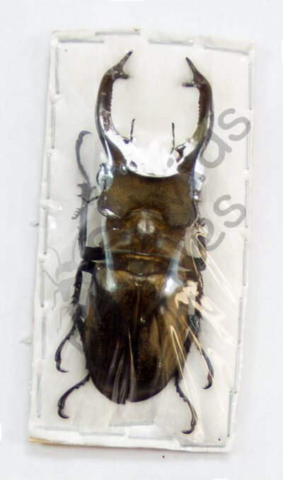 Lucanus sericeus