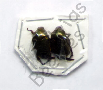 Cetoniidae ssp., ♂ ♀