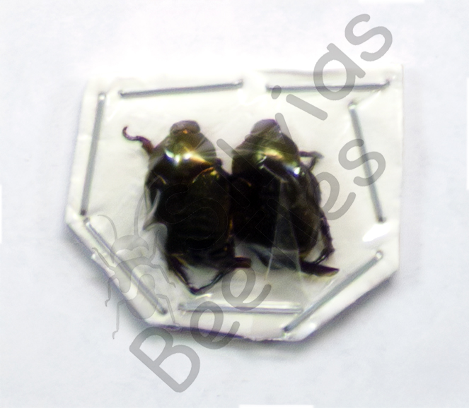 Cetoniidae ssp., ♂ ♀