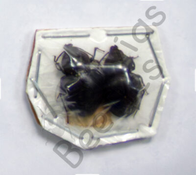 Tenebrionidae sp.