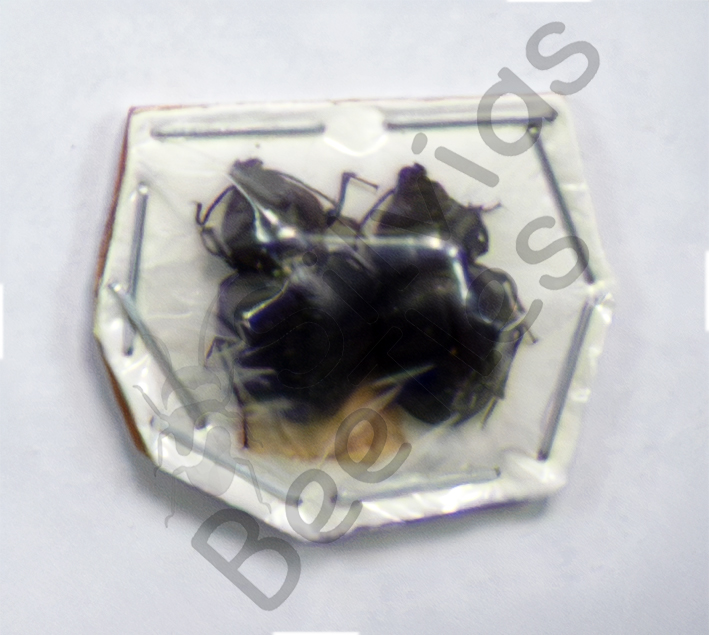 Tenebrionidae sp.