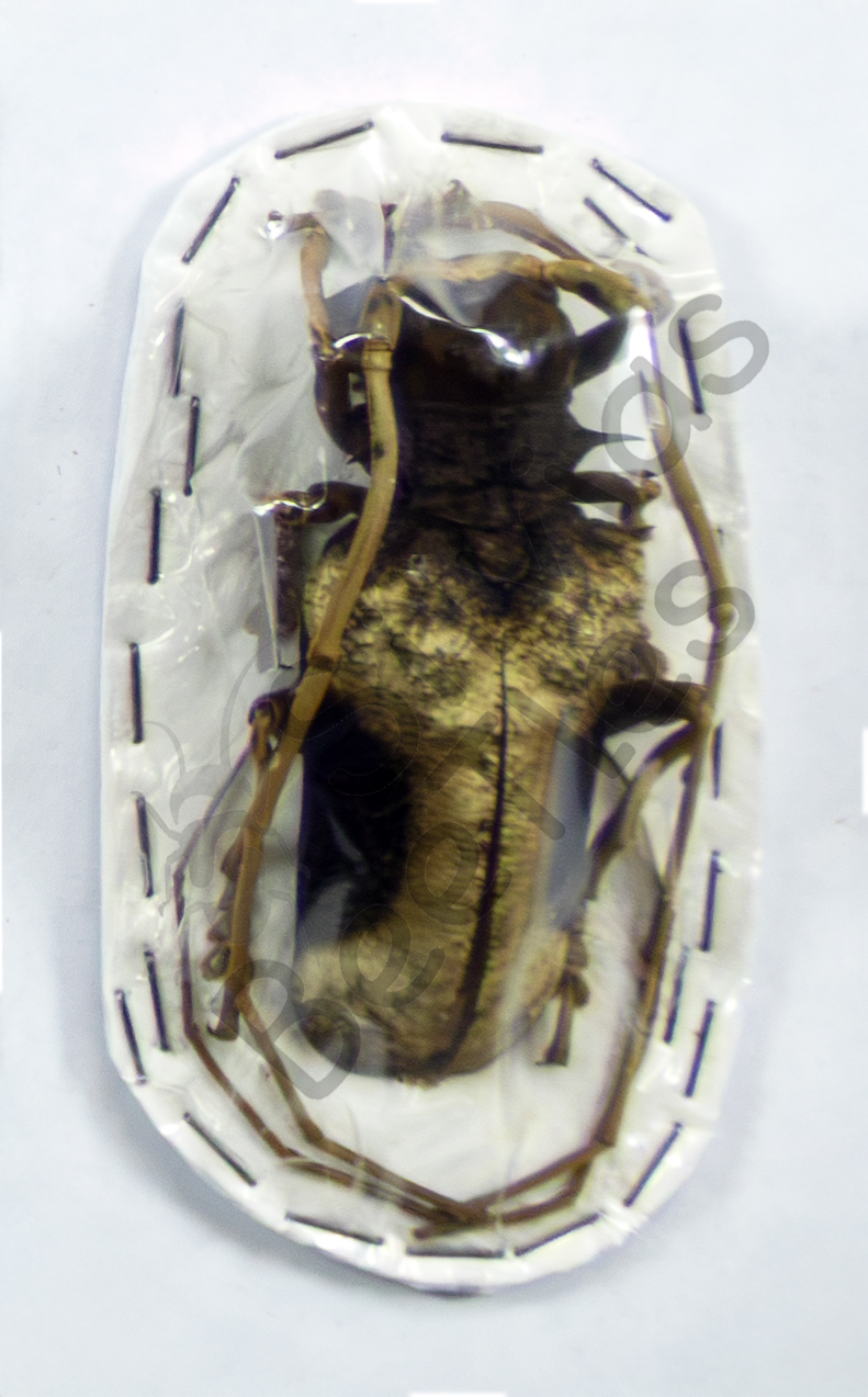 Petrognatha gigas ♂