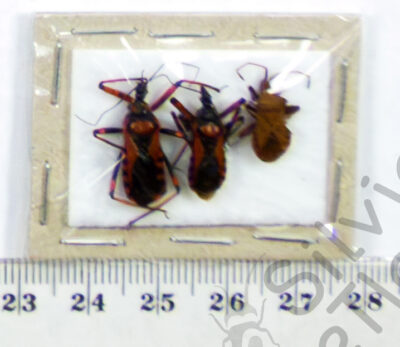 Heteroptera ssp.