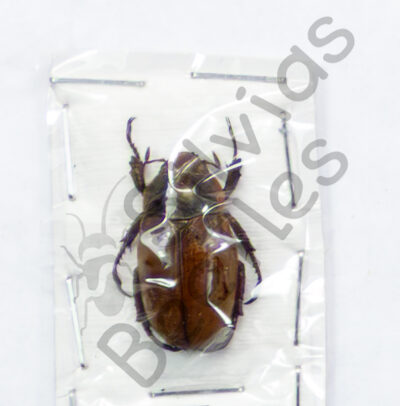 Pelidnota punctulata