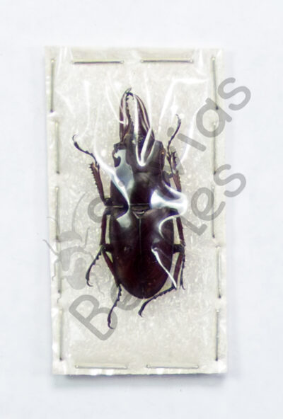Teledorcus ternatensis