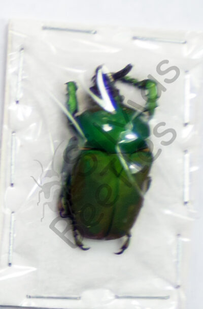 Compsocephalus dmitriewi milishai