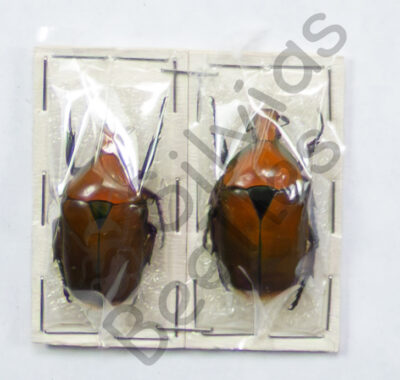 Torynorrhina scutellata, ♂ ♀