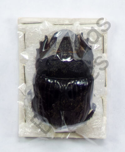 Heliocopris sp.