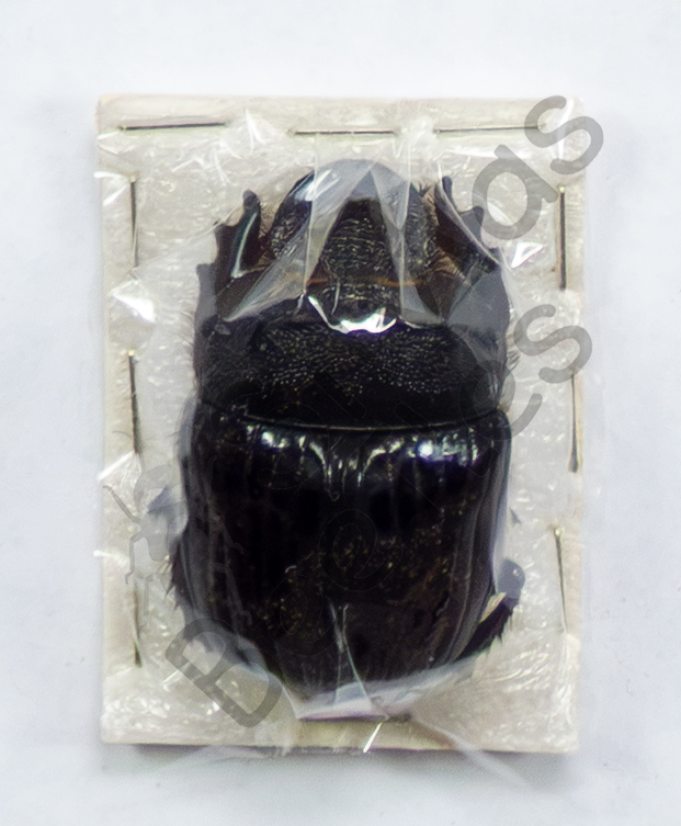 Heliocopris sp.