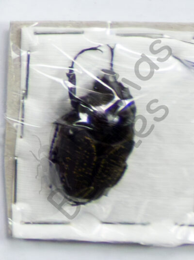Hegemus pluto calogerai