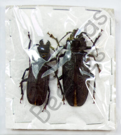 Physopleurus longiscapus, ♂ ♀