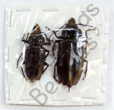 Mallodon downesii, ♂ ♀
