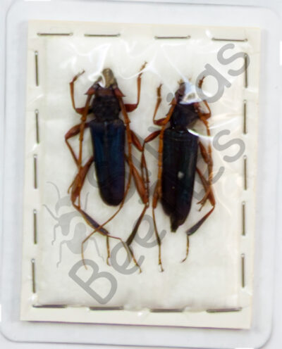 Jonthodina sculptilis, ♂ ♀