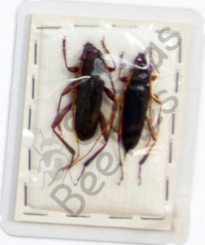 Jonthodina sculptilis, ♂ ♀