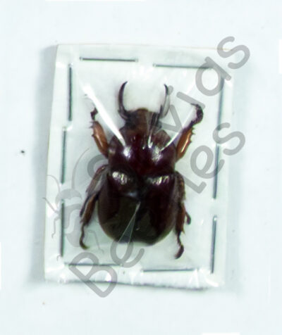 Didrepanephorus lao