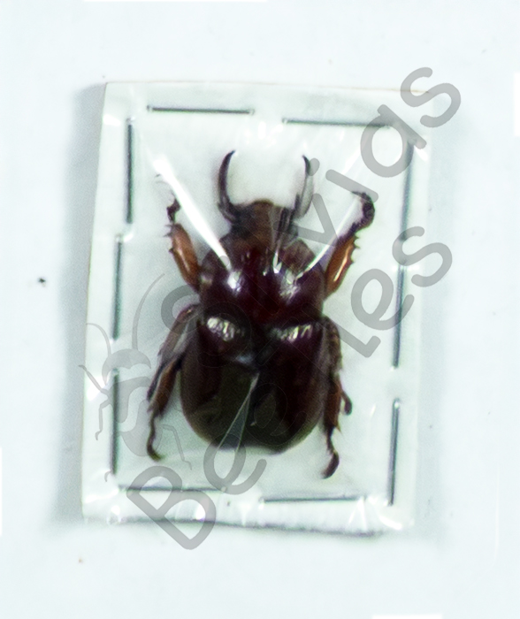 Didrepanephorus lao