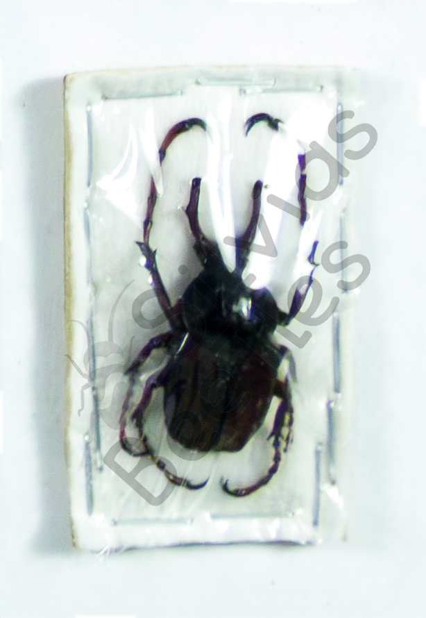 Dicronocephalus sp.