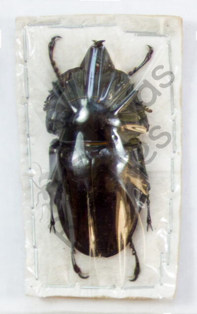 Neolucanus perarmatus