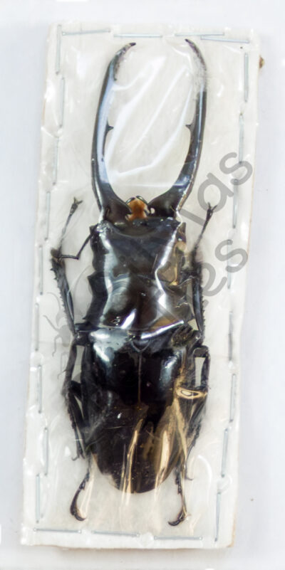 Prosopocoilus sp.