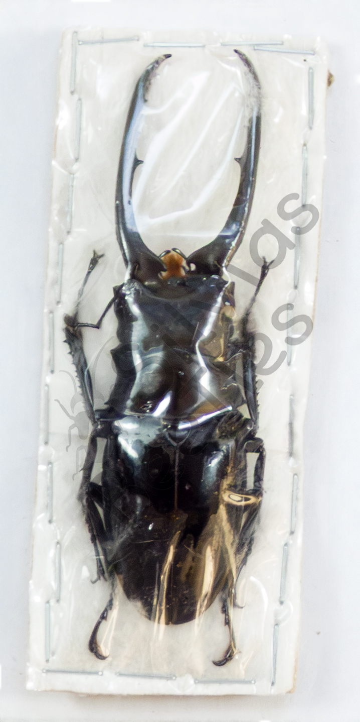 Prosopocoilus sp.