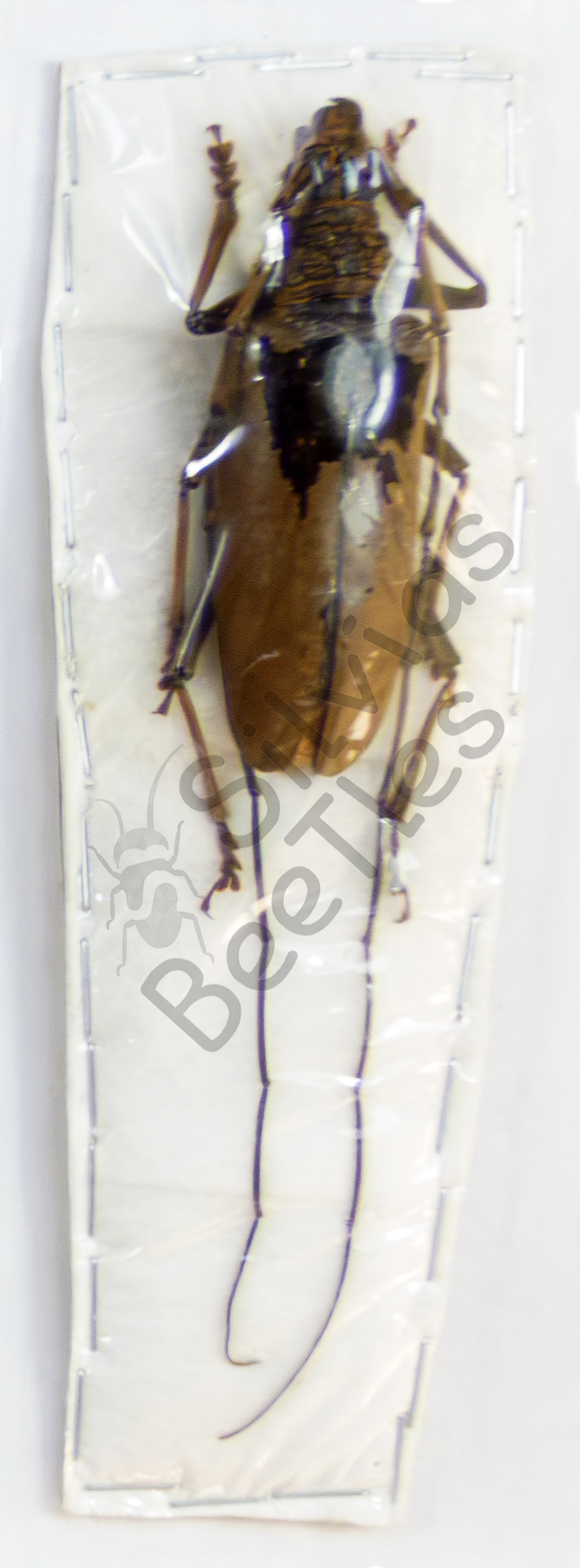Prionidae ssp.
