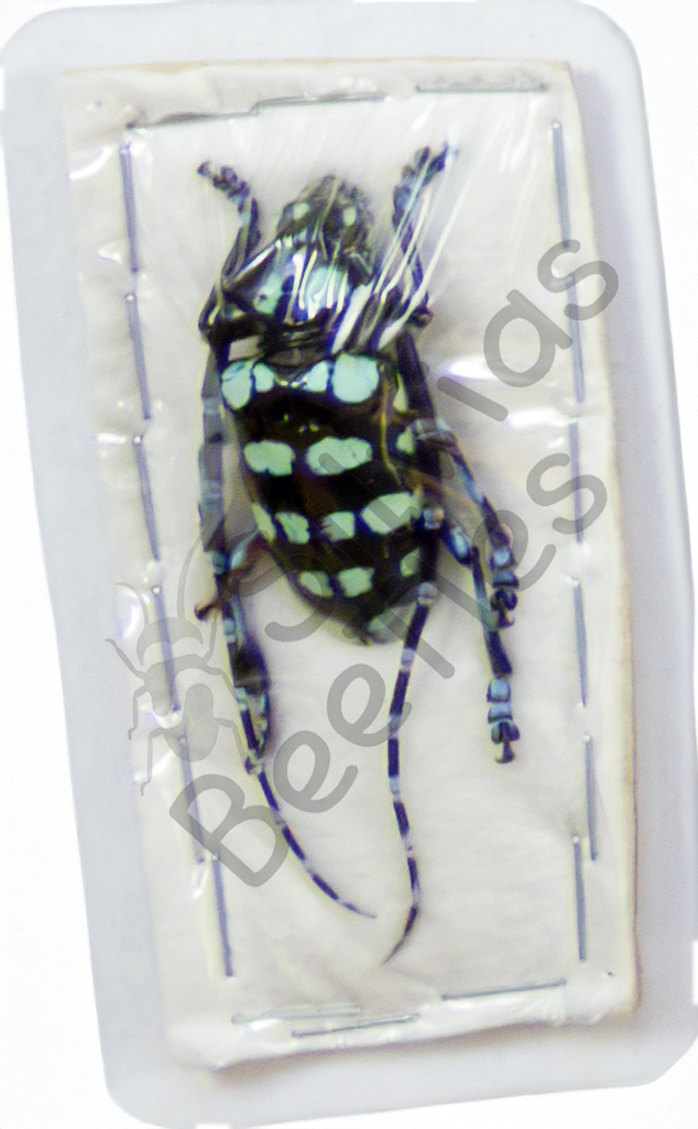 Anoplophora elegans
