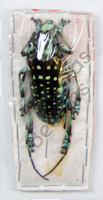 Anoplophora sollii