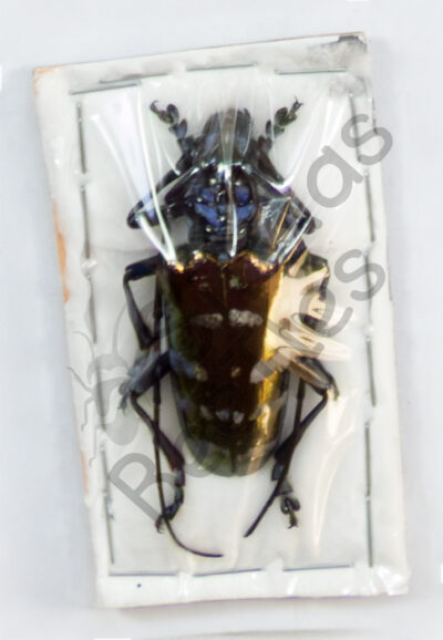 Anoplophora fruhstorferi