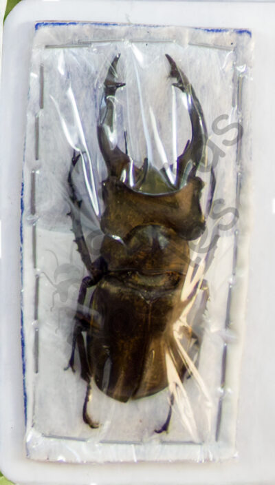 Lucanus sp.