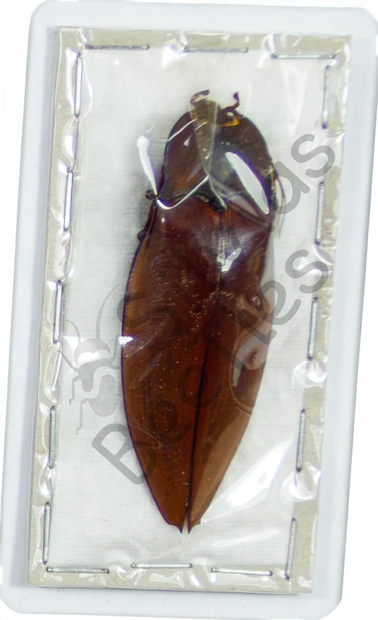 Oxynopterus auduoin