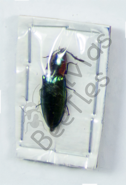 Campsosternus dohrni