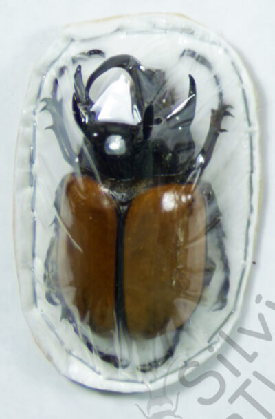 Eupatorus gracilicornis ♂