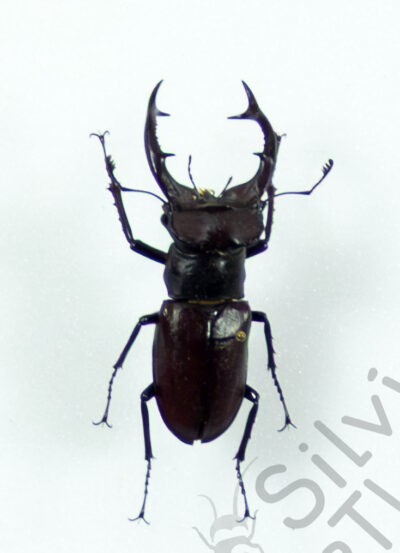 Lucanus elaphus, ♂