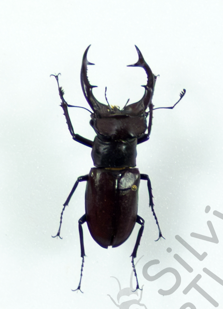 Lucanus elaphus, ♂