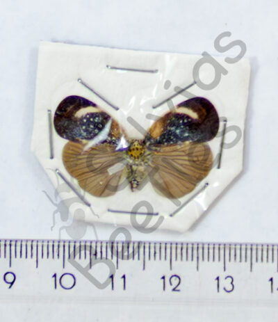 Bythopsyrna tineoides