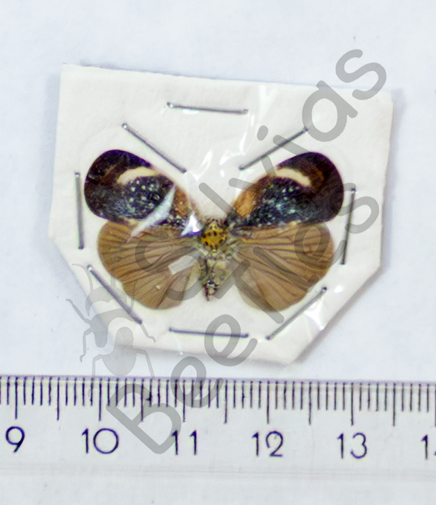 Bythopsyrna tineoides