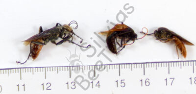 Pepsis sp.