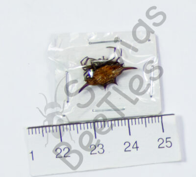 Gasteracantha sp.