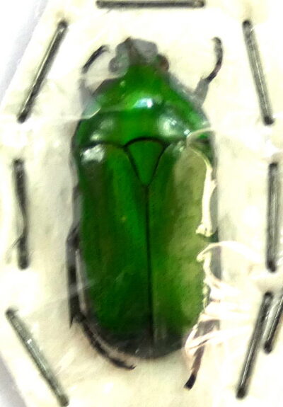 Chlorocala africana