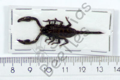 Skorpione sp.
