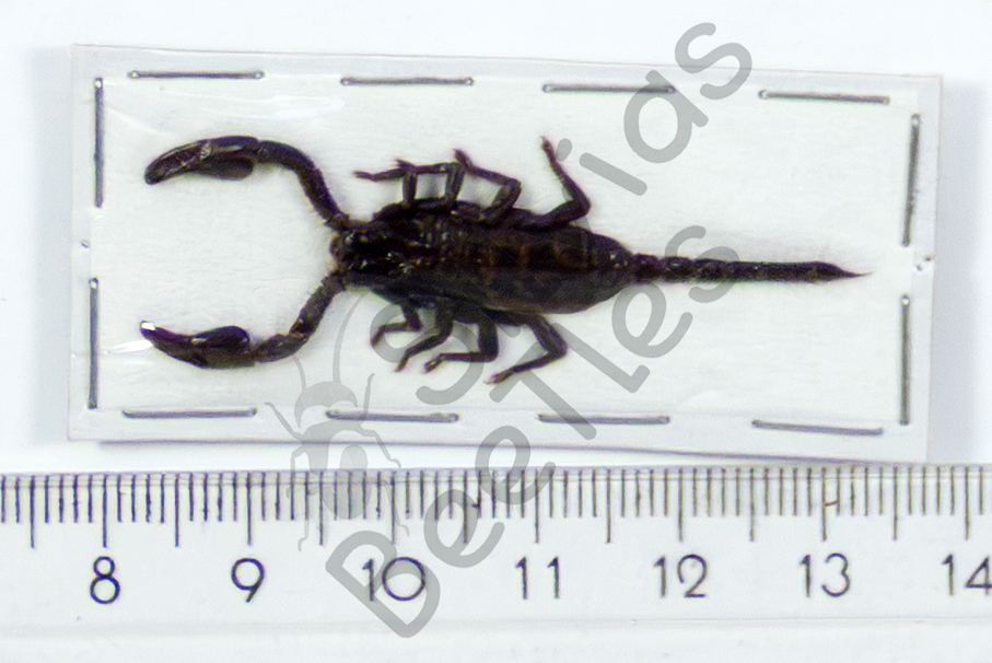 Skorpione sp.