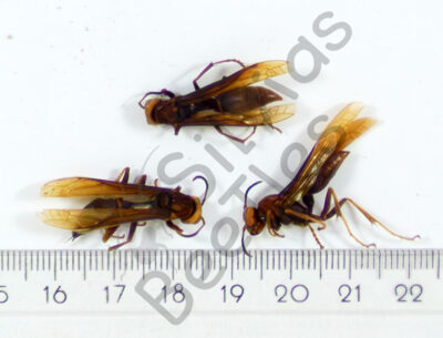 Pepsis sp.